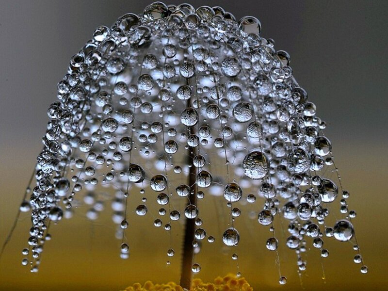Dandelion Seed Head — Yellow, Calm, Morning