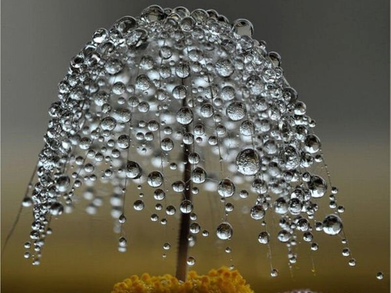 Dandelion Seed Head — Yellow, Calm