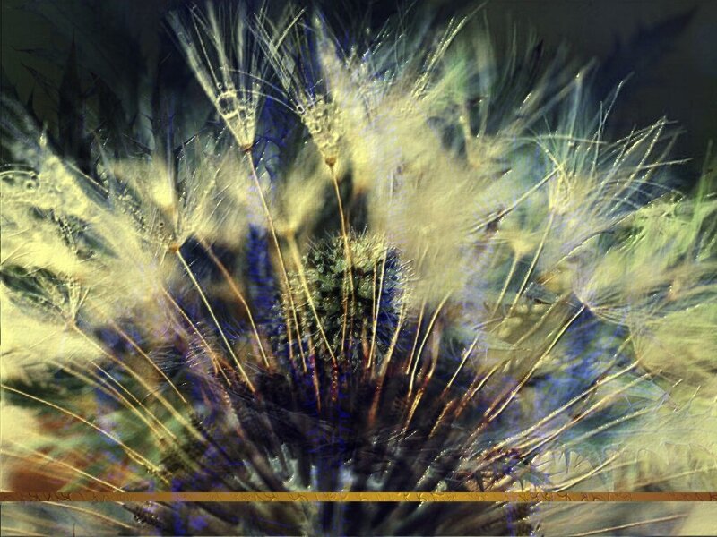 Dandelion Seed Head — Yellow, Ethereal