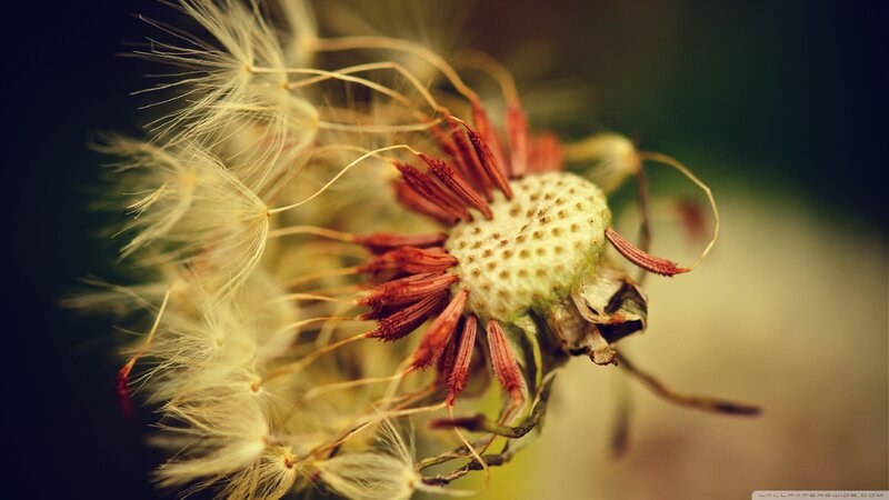 Dandelion Seed Head — Yellow, Natural