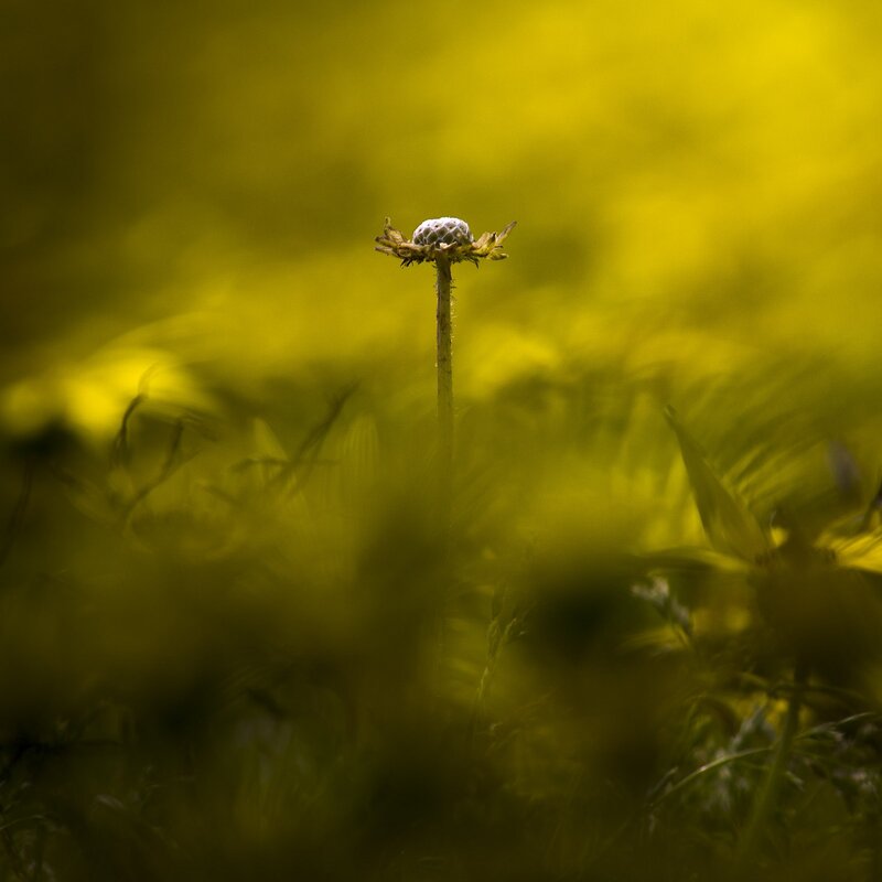 Dandelion Seed Head — Yellow, Serene, Afternoon