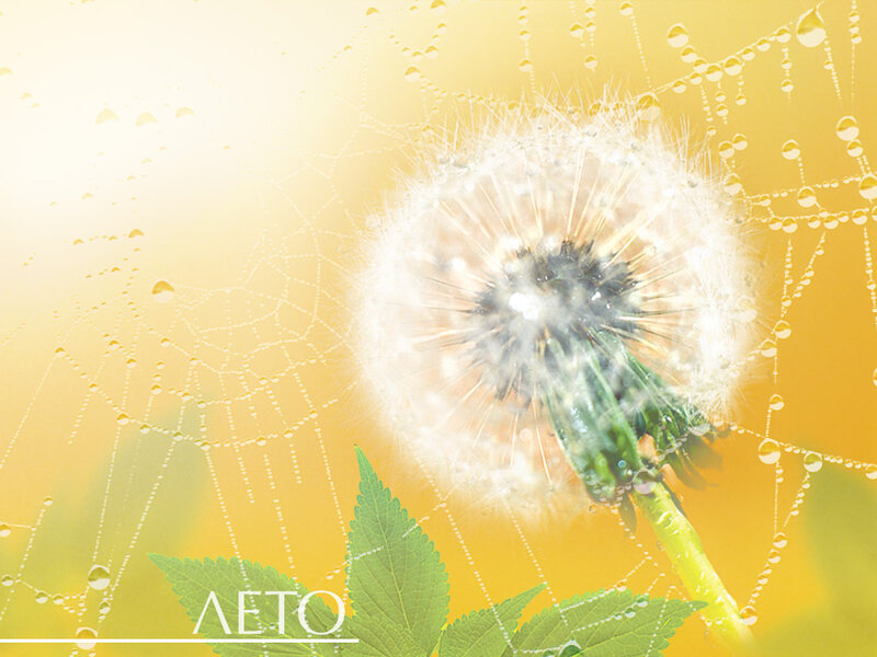 Dandelion Seed Head — Yellow, Serene, Morning
