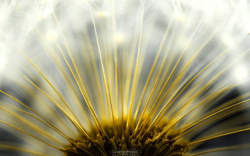 Dandelion Seed Head — Yellow, Serene, Photograph