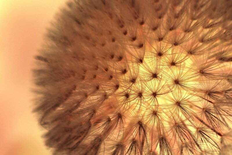 Dandelion Seed Head — Yellow, Serene, Sunset, Photograph, Fluff