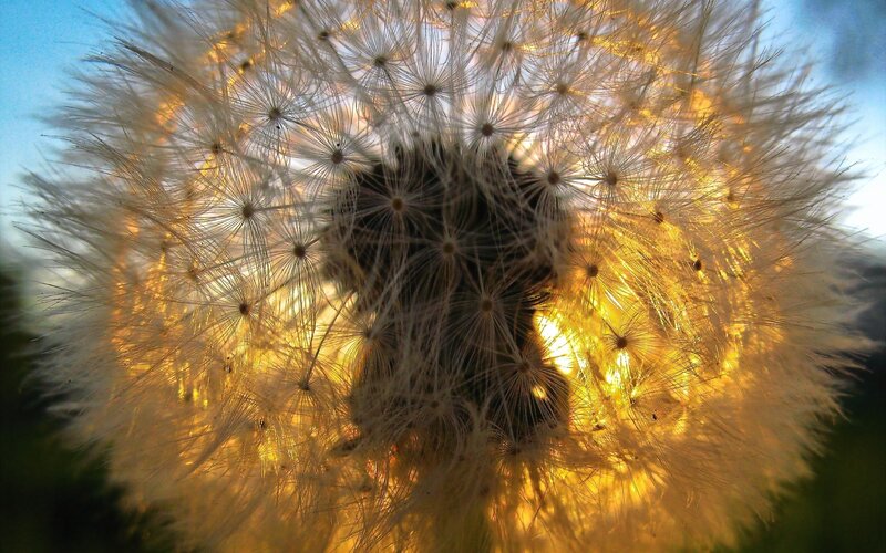 Dandelion Seed Head — Yellow, Serene, Sunset, Photograph, Sky, Sunlight