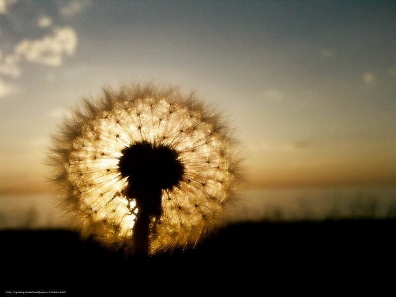 Dandelion Seed Head — Yellow, Serene, Sunset, Photograph, Sky