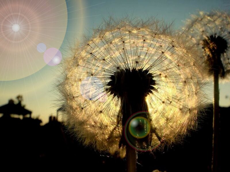 Dandelion Seed Head — Yellow, Serene, Sunset, Photograph, Sun, Sky