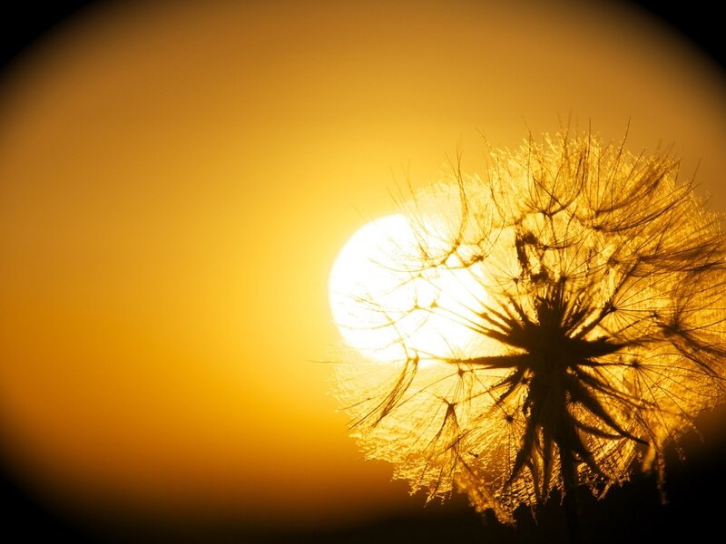 Dandelion Seed Head — Yellow, Serene, Sunset, Photograph, Sun