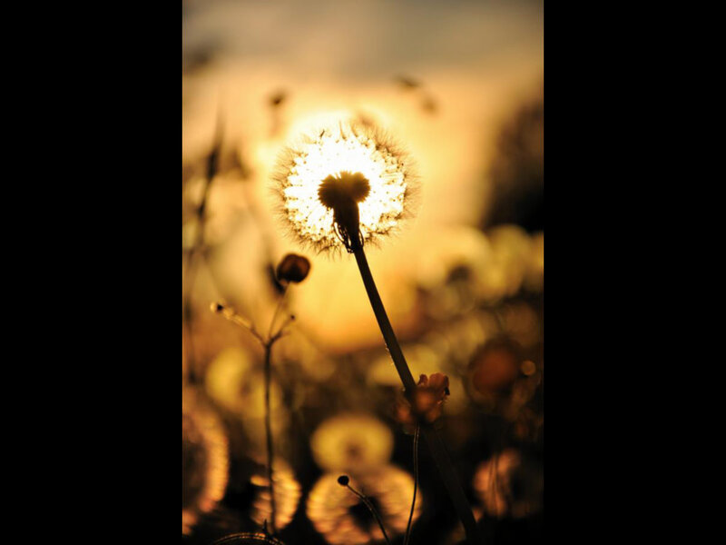 Dandelion Seed Head — Yellow, Serene
