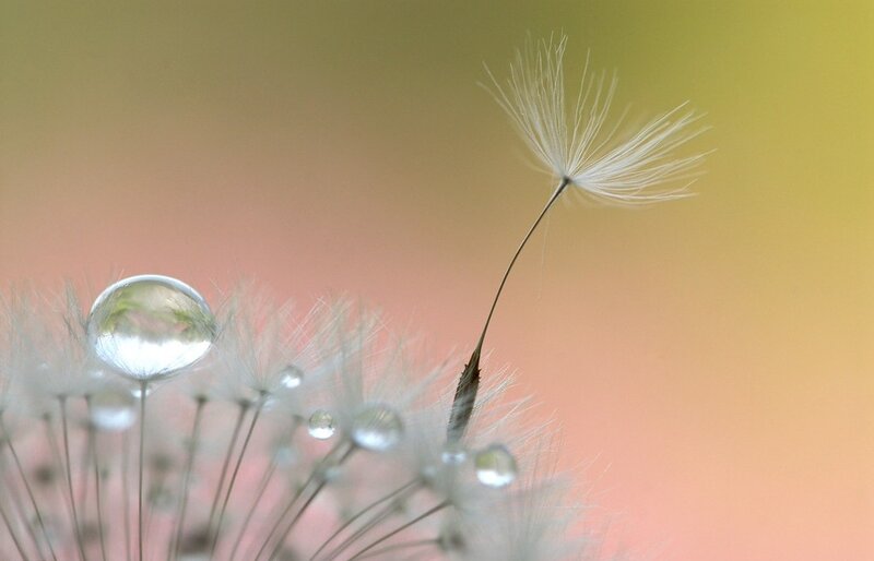 Dandelion Seed Head — Yellow