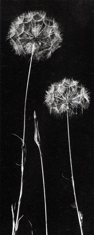 Dandelion seed heads