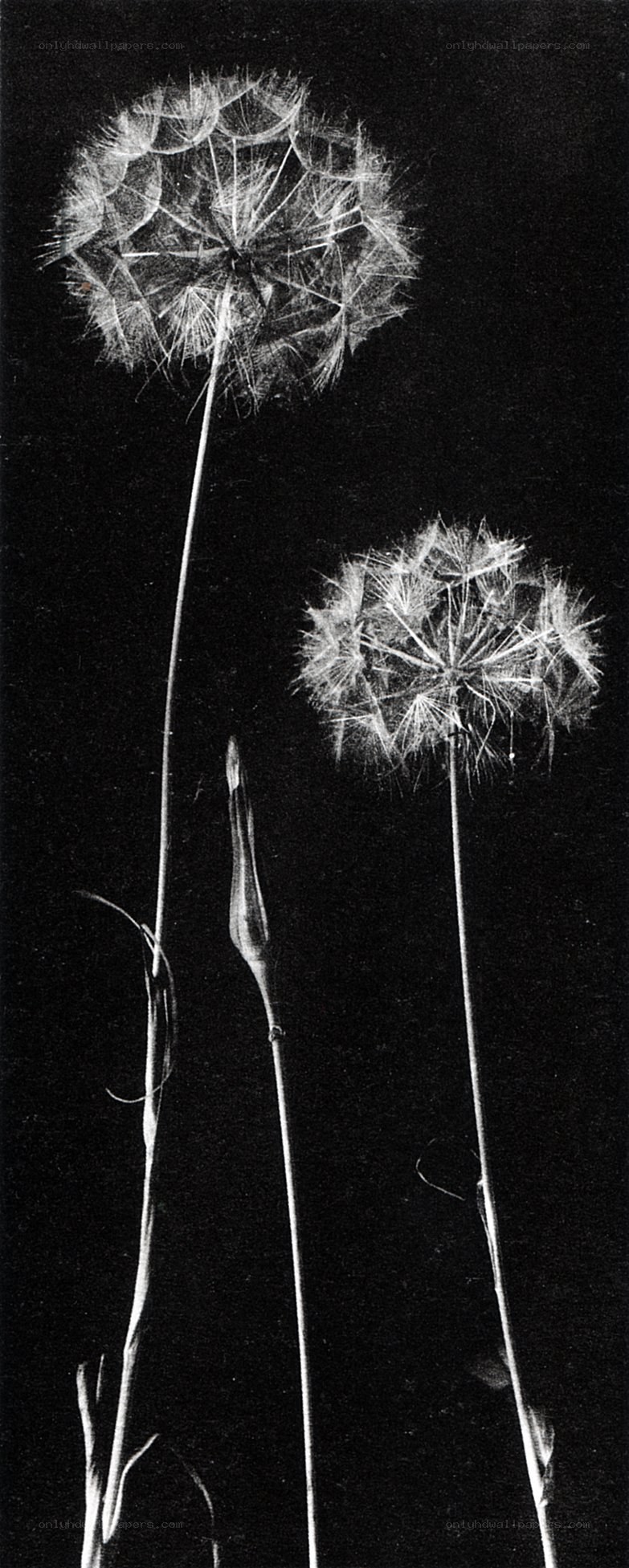 Dandelion seed heads