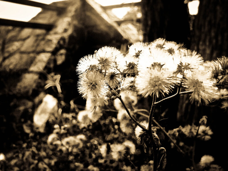 Dandelion Seed Heads — Black, Serene