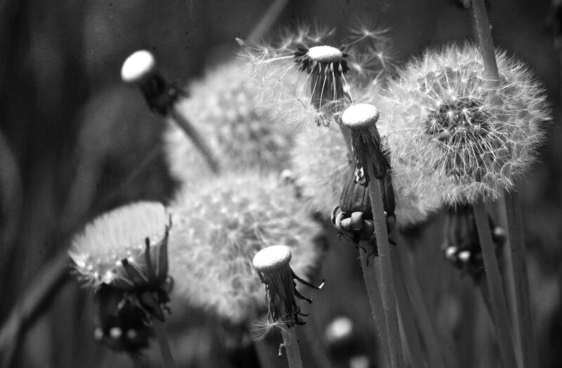 Dandelion Seed Heads — Black