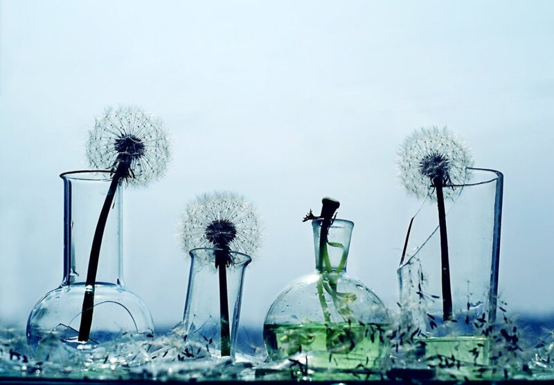 Dandelion Seed Heads — Blue, Calm
