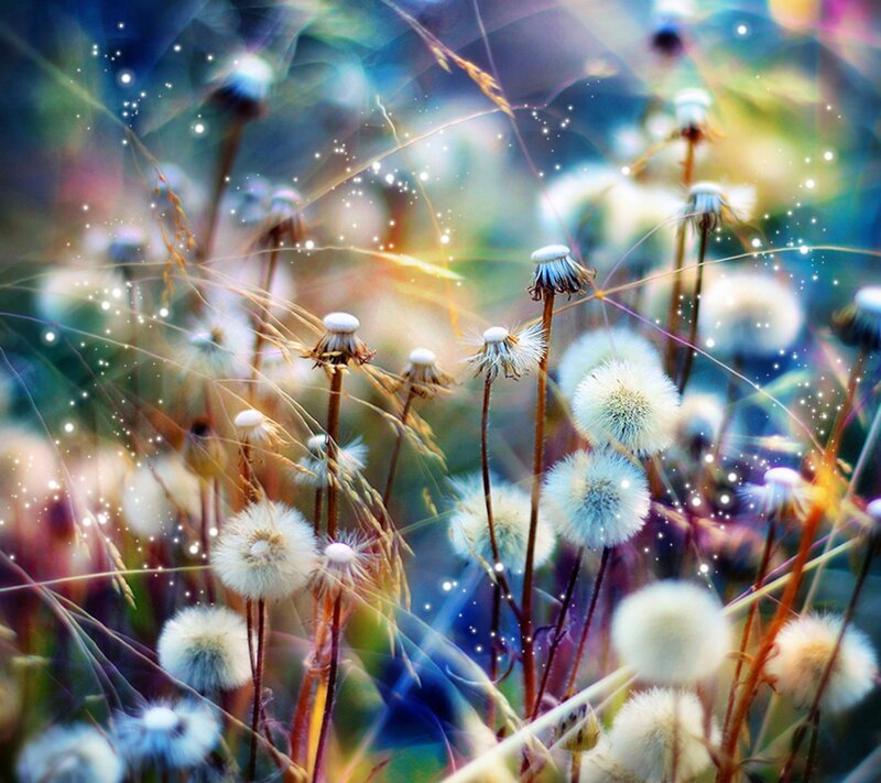 Dandelion Seed Heads — Blue, Dreamy, Digital Art