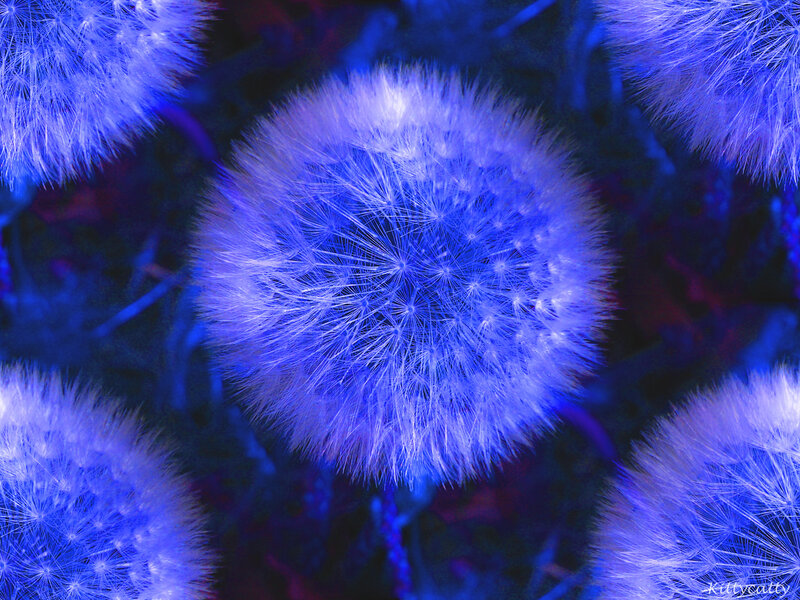 Dandelion Seed Heads — Blue, Dreamy