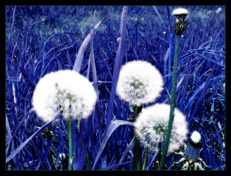 Dandelion Seed Heads — Blue