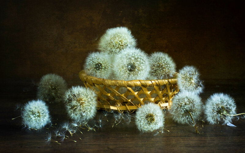 Dandelion Seed Heads — Brown, Still Life