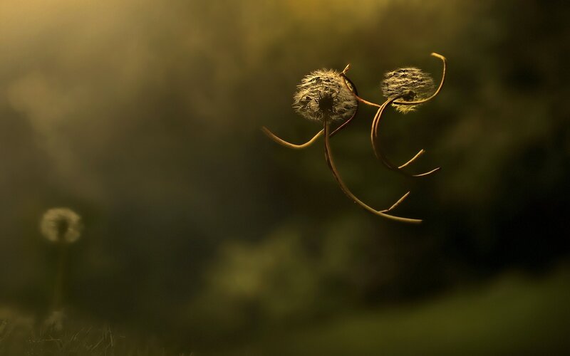 Dandelion seed heads dancing