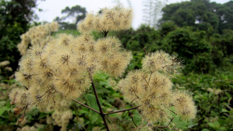 Dandelion Seed Heads — Green, Calm