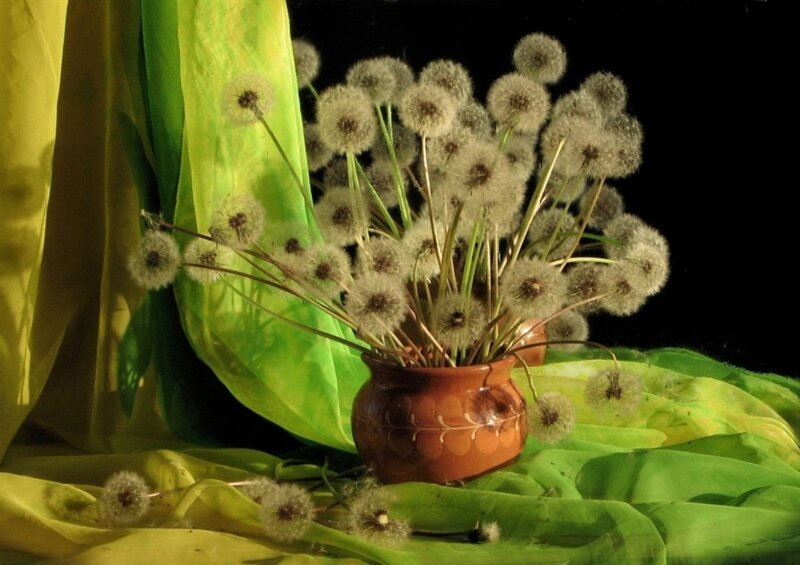 Dandelion Seed Heads — Green, Dramatic