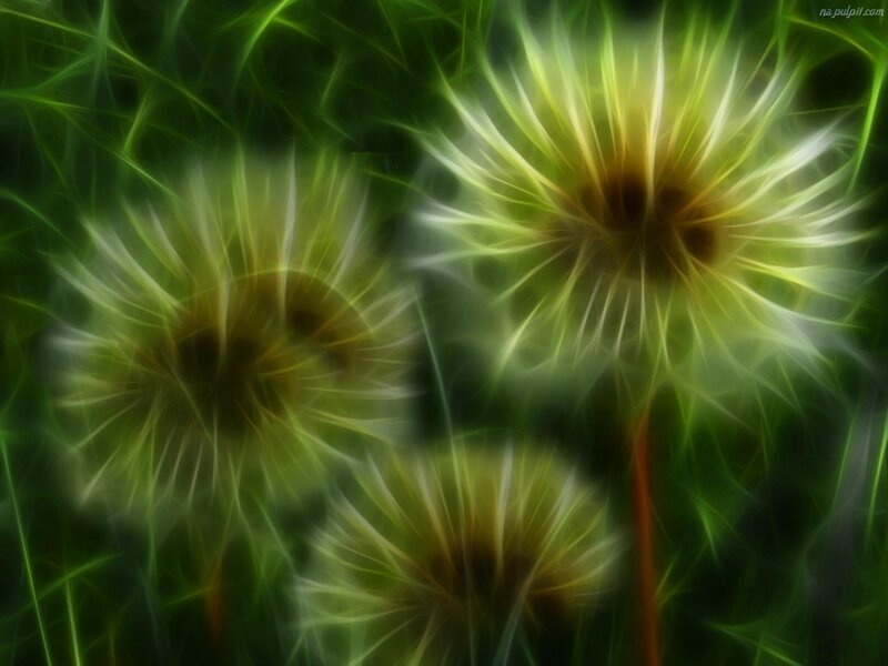 Dandelion Seed Heads — Green, Ethereal