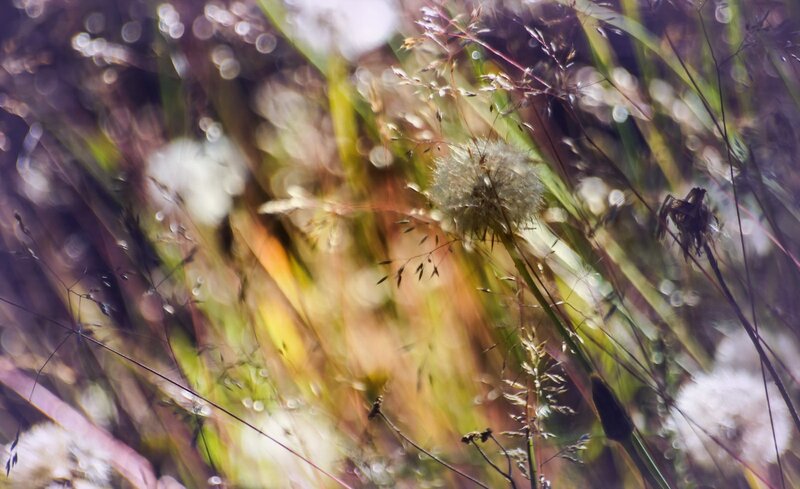 Dandelion Seed Heads — Green, Serene, Afternoon, Photograph, Grass, Sunlight