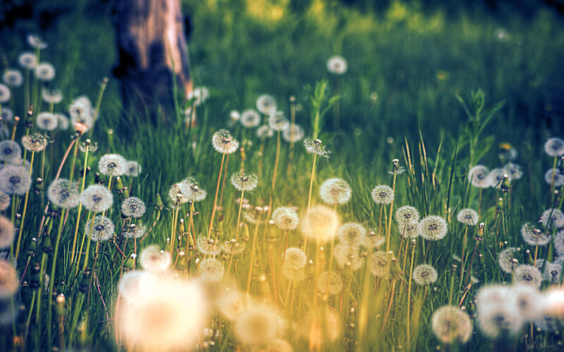 Dandelion Seed Heads — Green, Serene, Afternoon, Photograph, Grass, Sunlight, Tree Trunk