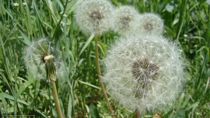 Dandelion Seed Heads — Green, Serene, Afternoon, Photograph, Grass