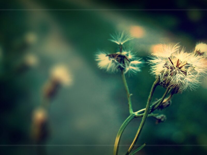 Dandelion Seed Heads — Green, Serene, Afternoon, Photograph, Stem, Background Blur