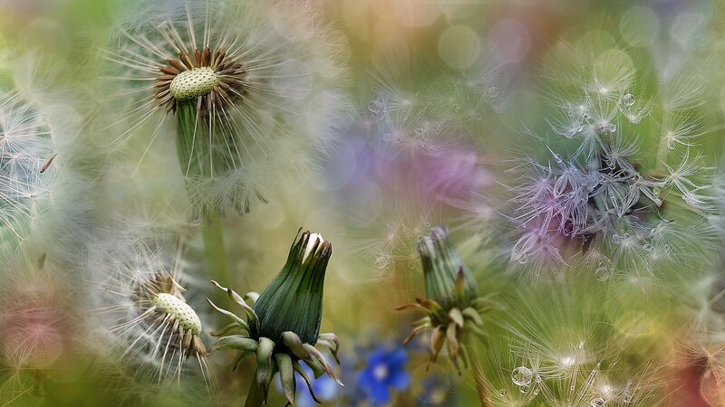 Dandelion Seed Heads — Green, Serene, Afternoon, Photograph