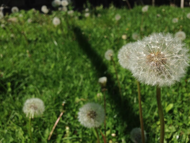 Dandelion Seed Heads — Green, Serene, Afternoon