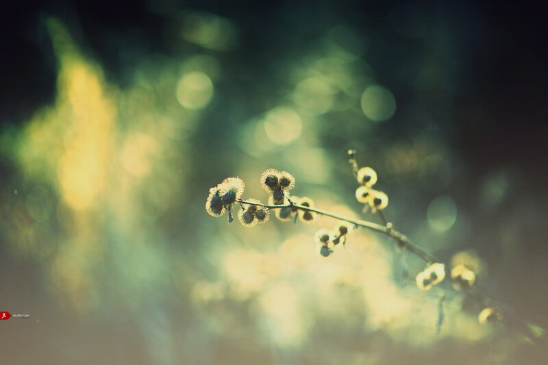 Dandelion Seed Heads — Green, Serene, Morning, Photograph, Branch