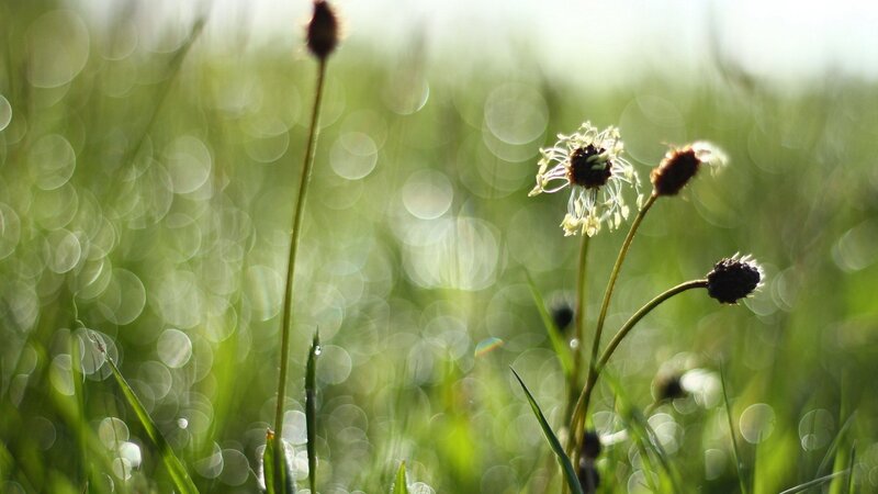 Dandelion Seed Heads — Green, Serene, Morning, Photograph