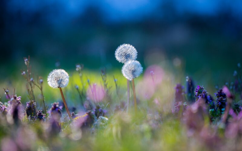 Dandelion Seed Heads — Green, Serene, Morning
