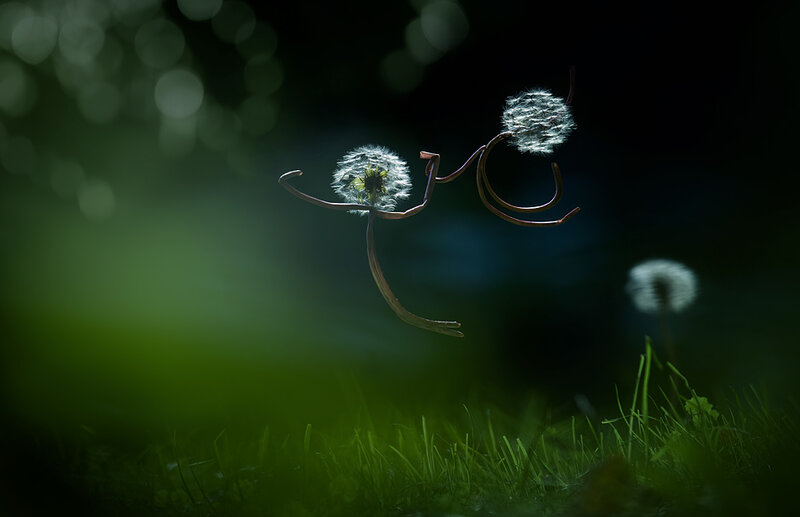 Dandelion Seed Heads — Green, Serene, Night