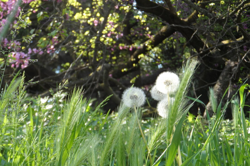 Dandelion Seed Heads — Green, Serene, Spring