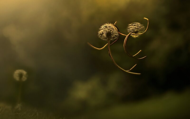 Dandelion Seed Heads — Green, Serene, Sunset, Photograph