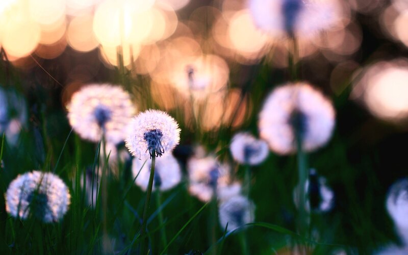 Dandelion Seed Heads — Green, Serene, Sunset