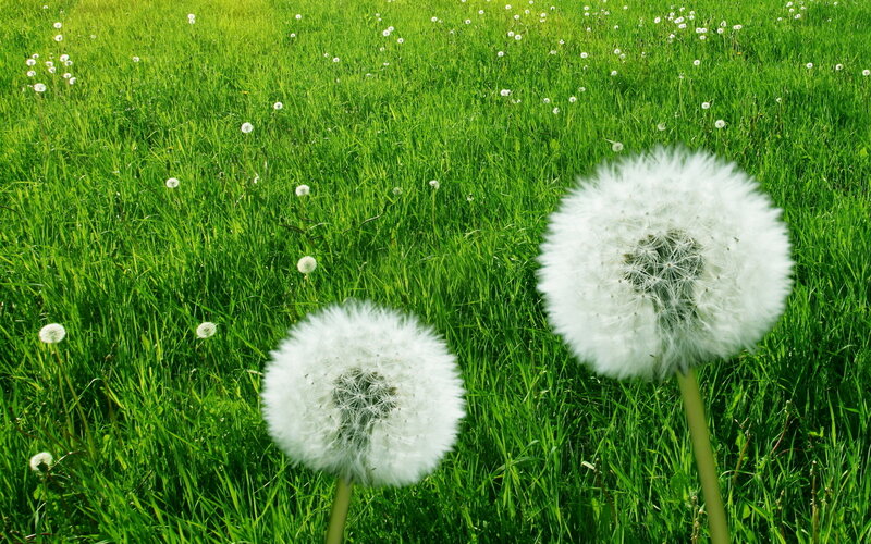 Dandelion Seed Heads — Green, Serene