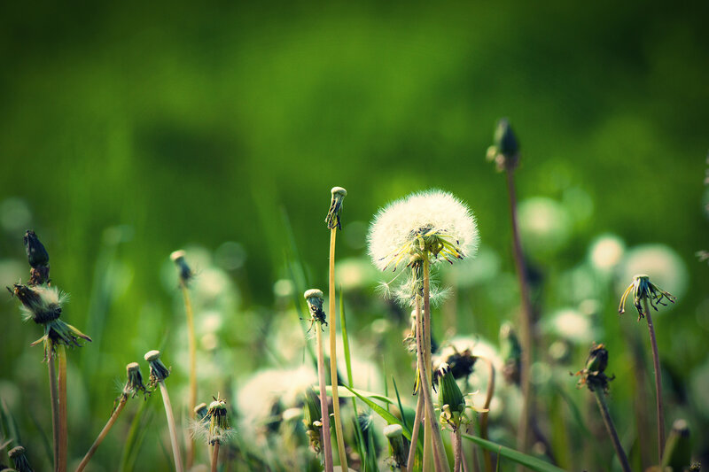 Dandelion Seed Heads — Green