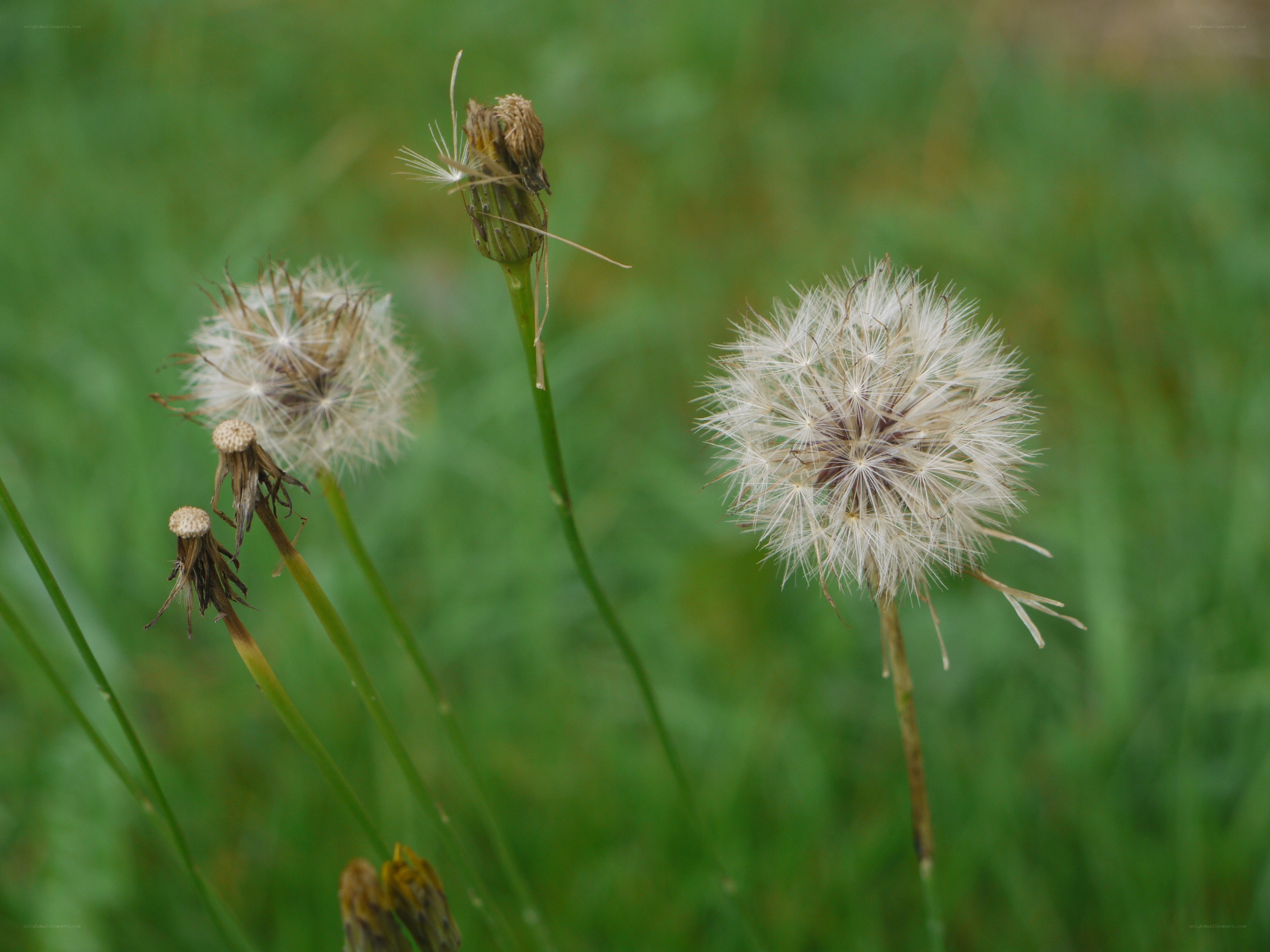 Dandelion seed heads in a field