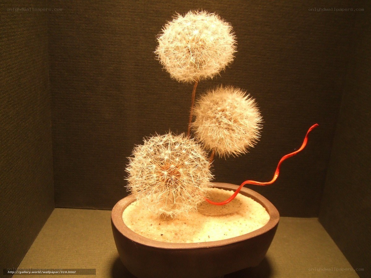 Dandelion seed heads in a pot