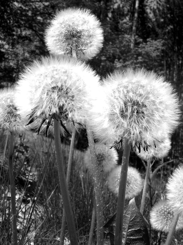 Dandelion seed heads in black and white