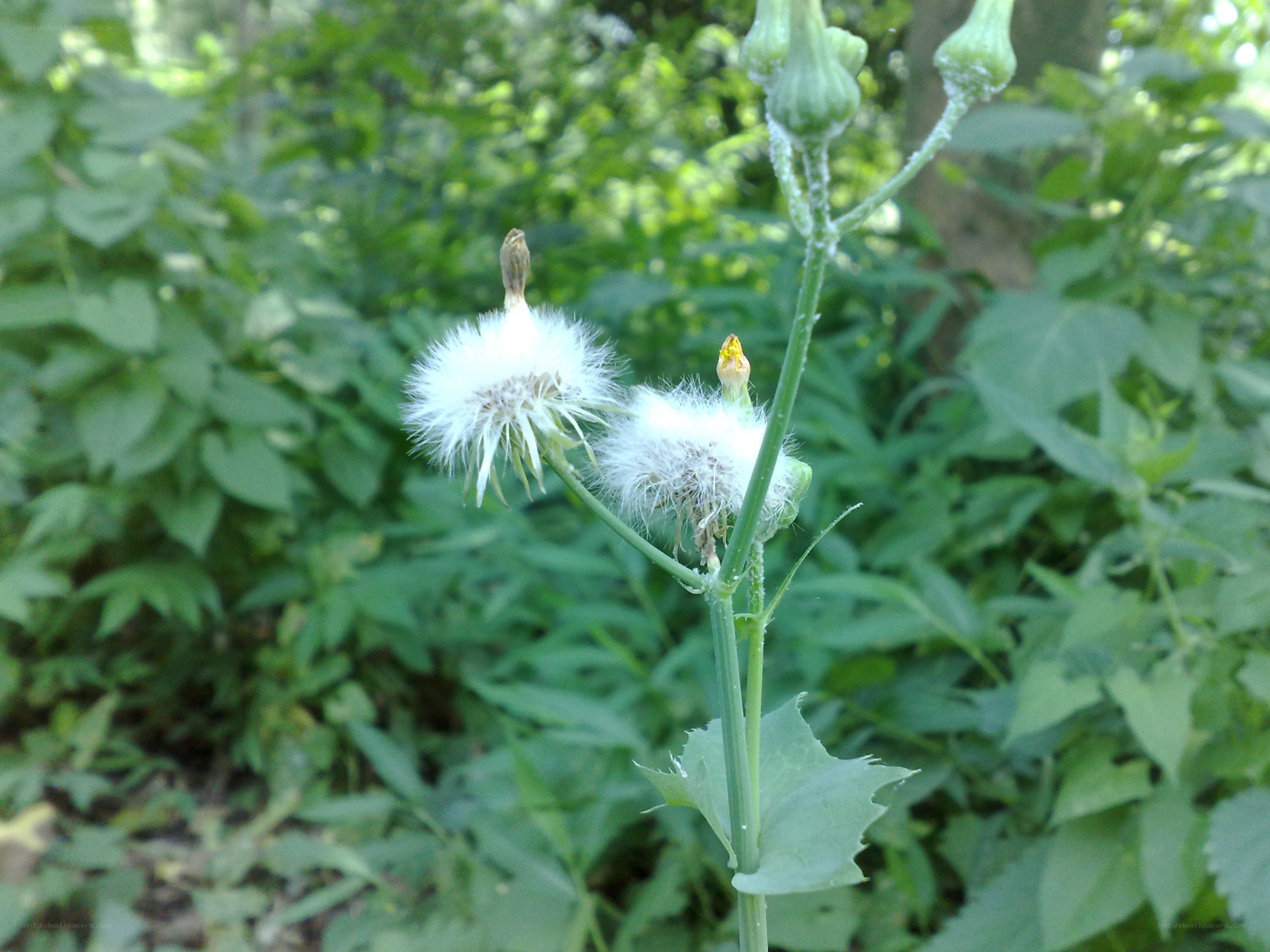 Dandelion seed heads in garden