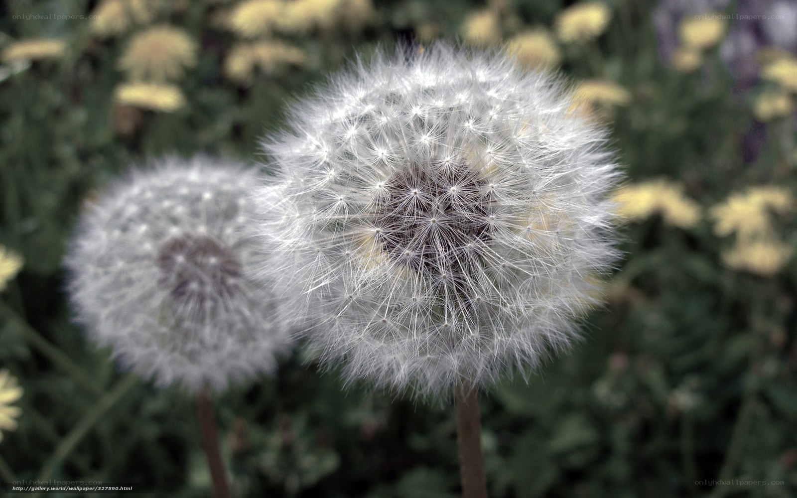 Dandelion seed heads in garden