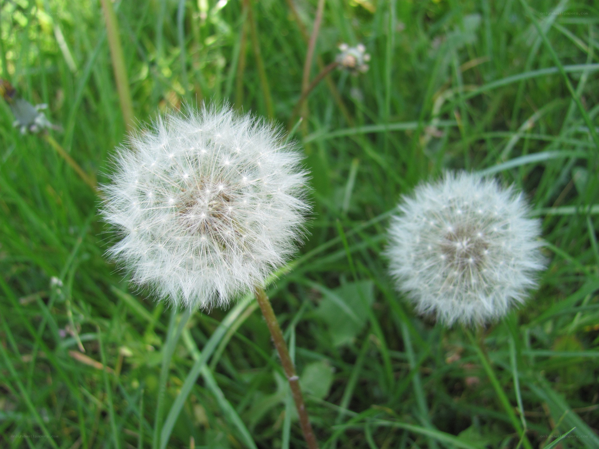 Dandelion seed heads in grass