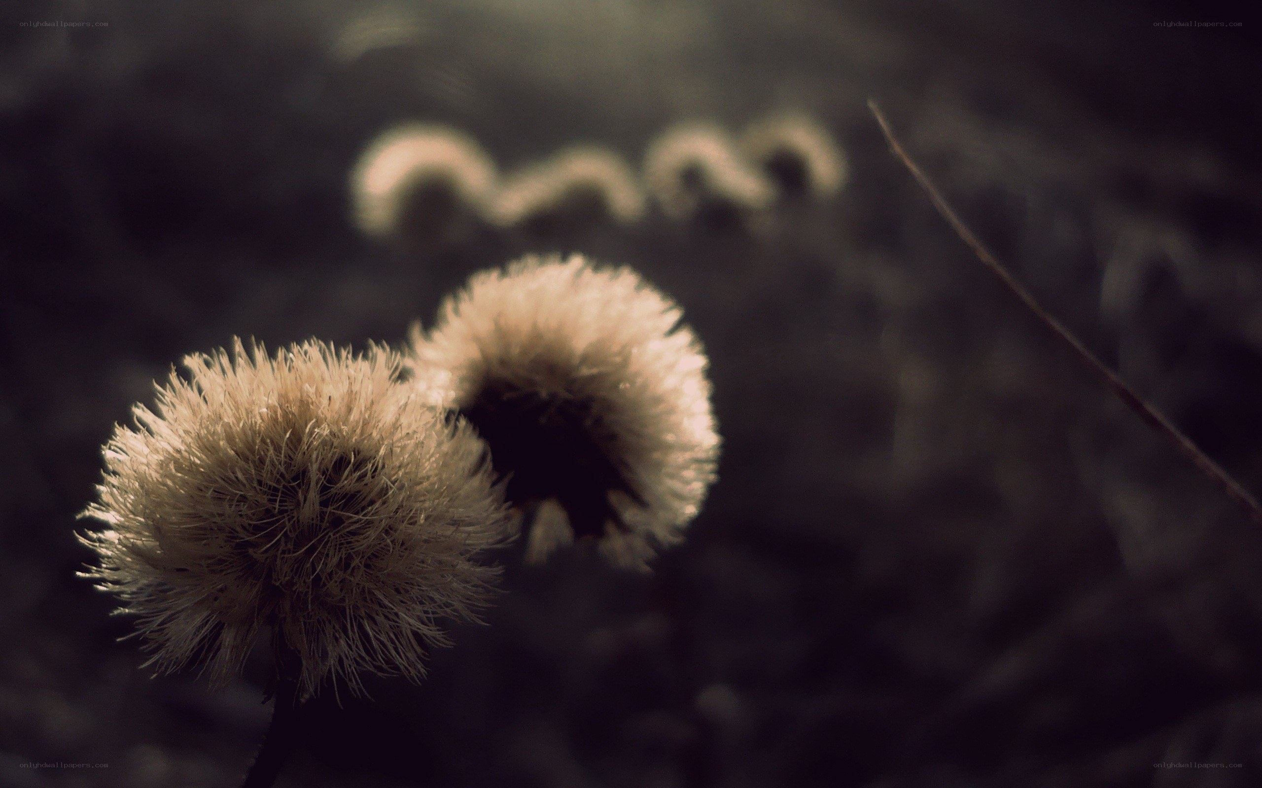 dandelion seed heads in soft light