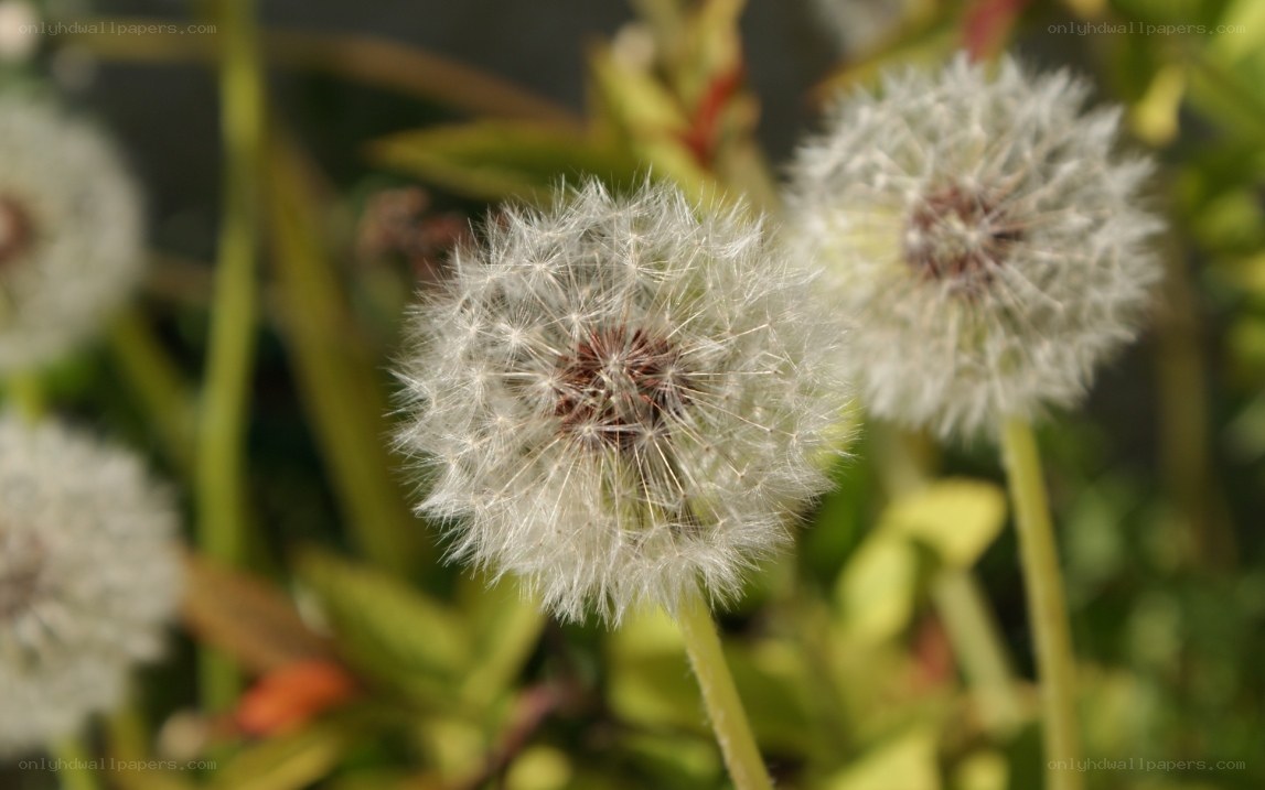 Dandelion seed heads in sunlight